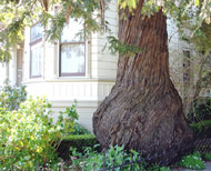 Redwood and the Hinds House