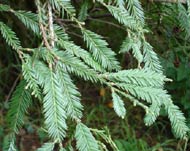 Redwood leaves at Hinds House Santa Cruz