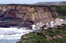 Seagulls at Wilder Ranch